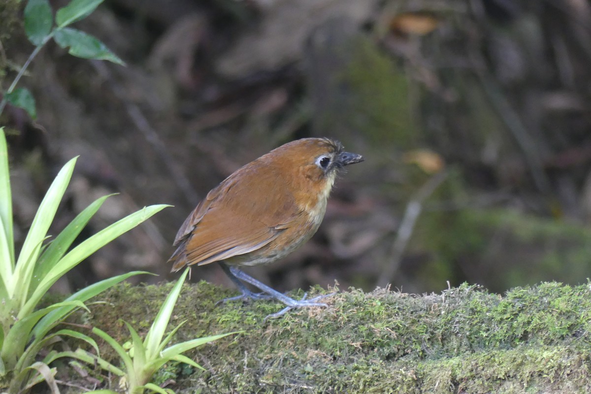 Yellow-breasted Antpitta - ML647414260