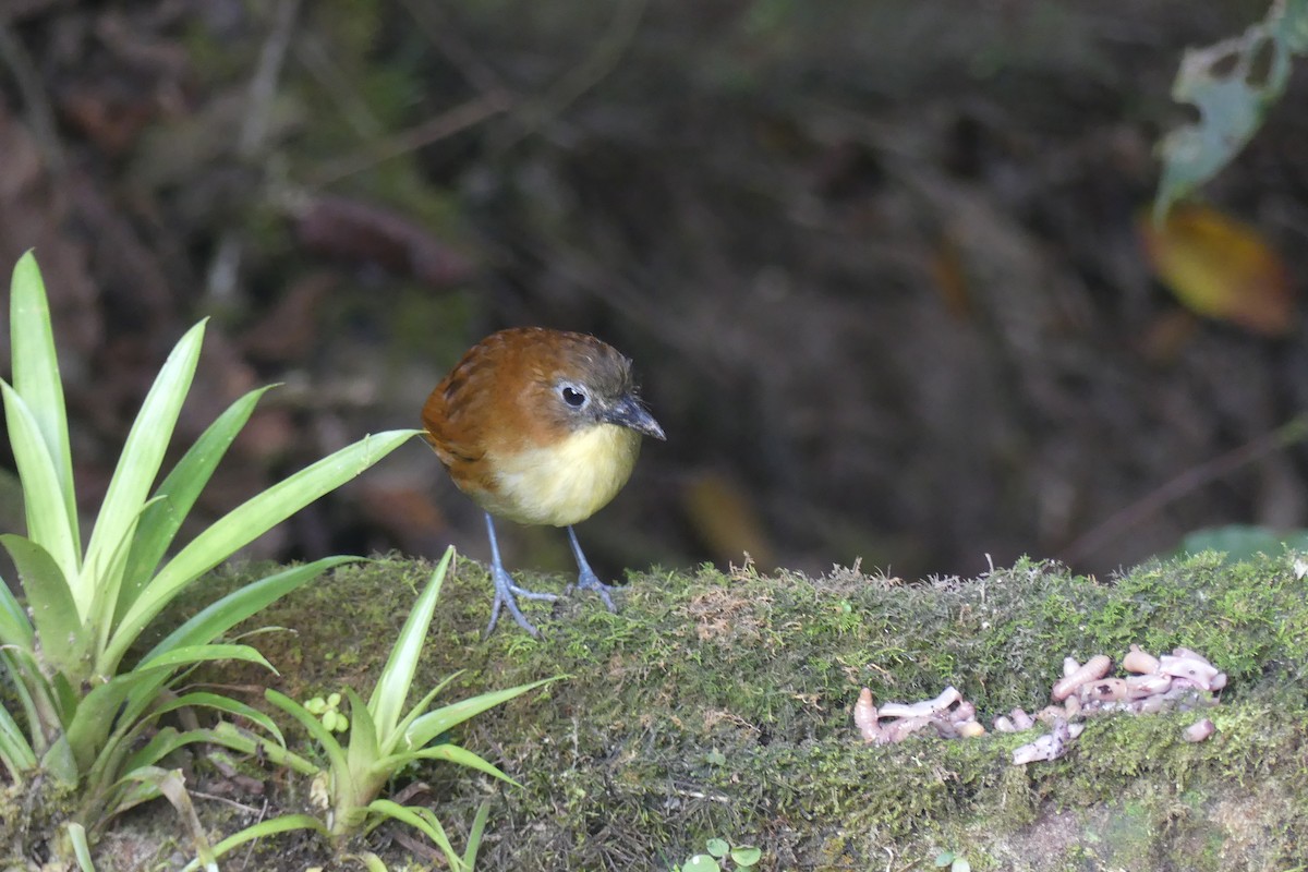 Yellow-breasted Antpitta - ML647414261