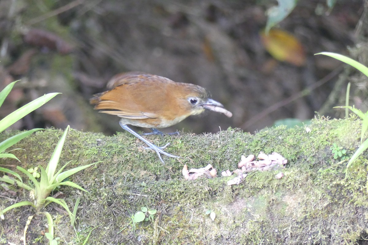 Yellow-breasted Antpitta - ML647414262