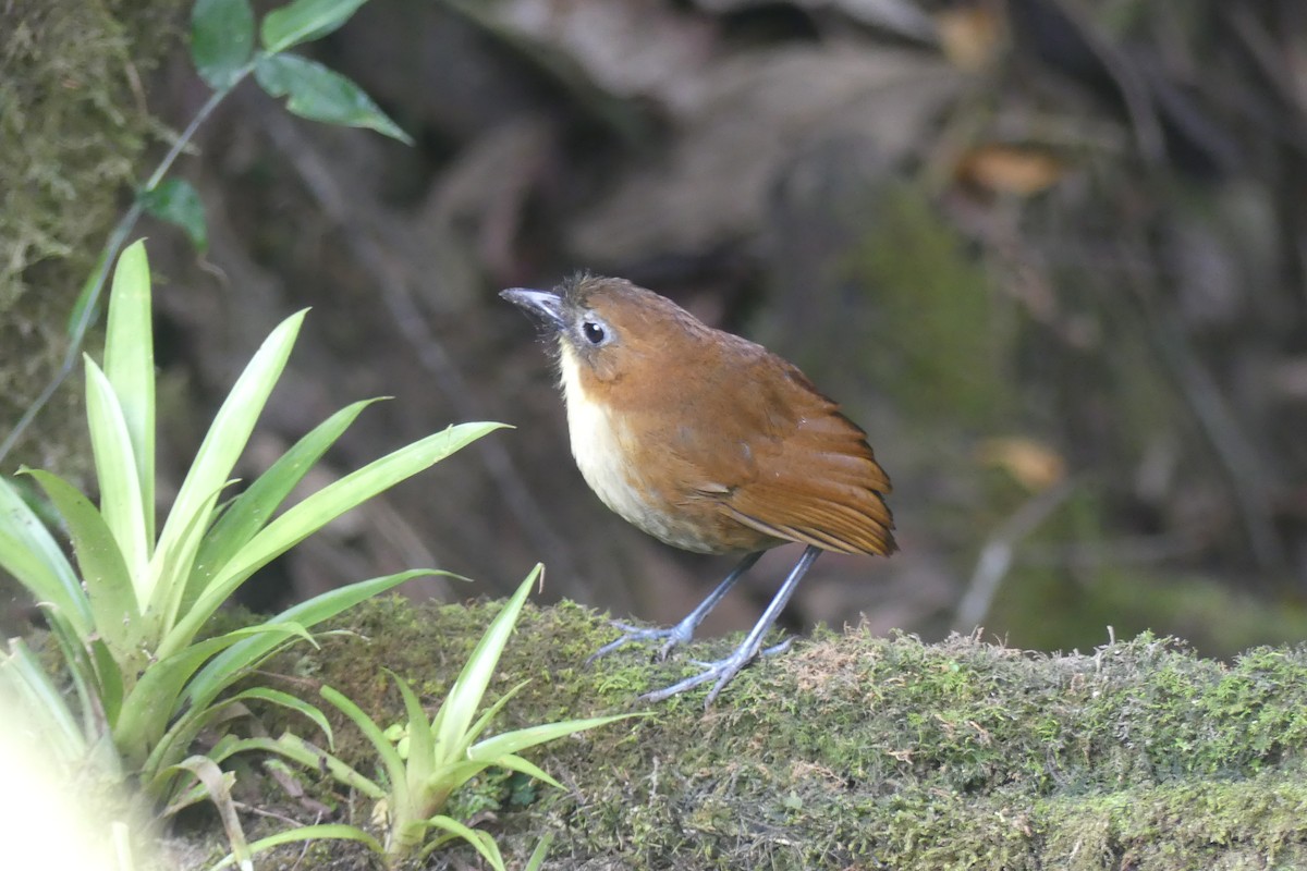 Yellow-breasted Antpitta - ML647414263