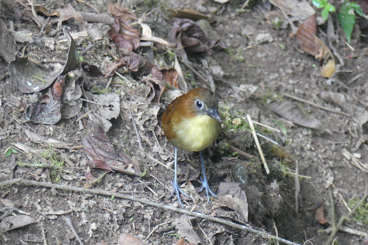 Yellow-breasted Antpitta - ML647414264