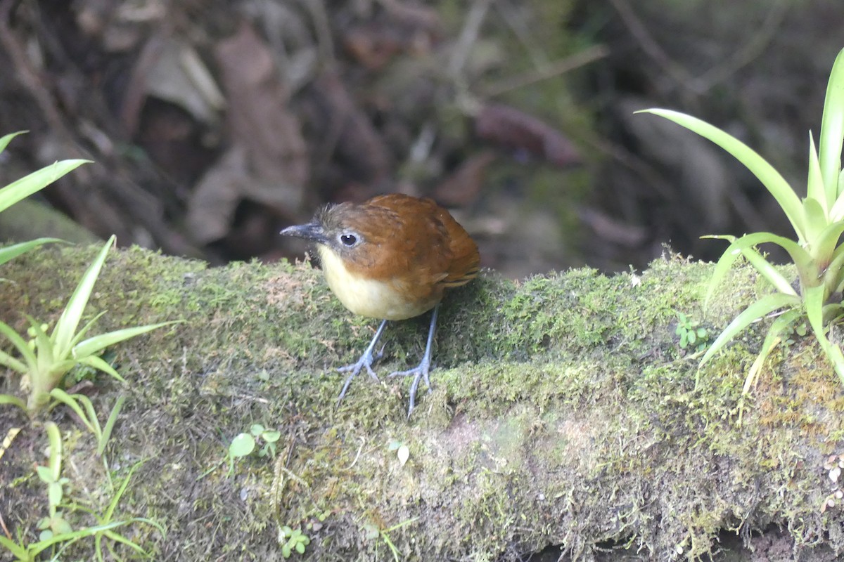Yellow-breasted Antpitta - ML647414265