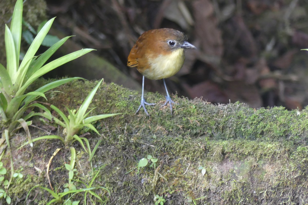 Yellow-breasted Antpitta - ML647414266
