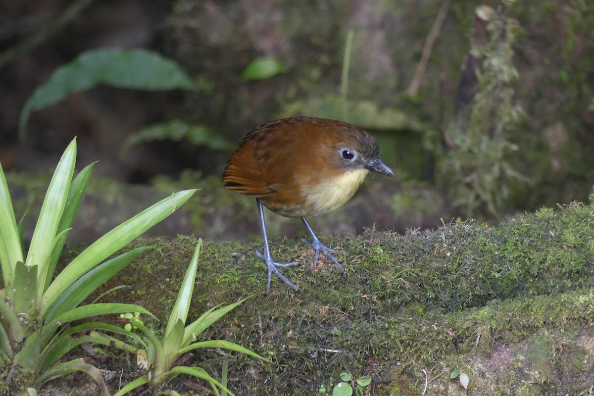 Yellow-breasted Antpitta - ML647414267