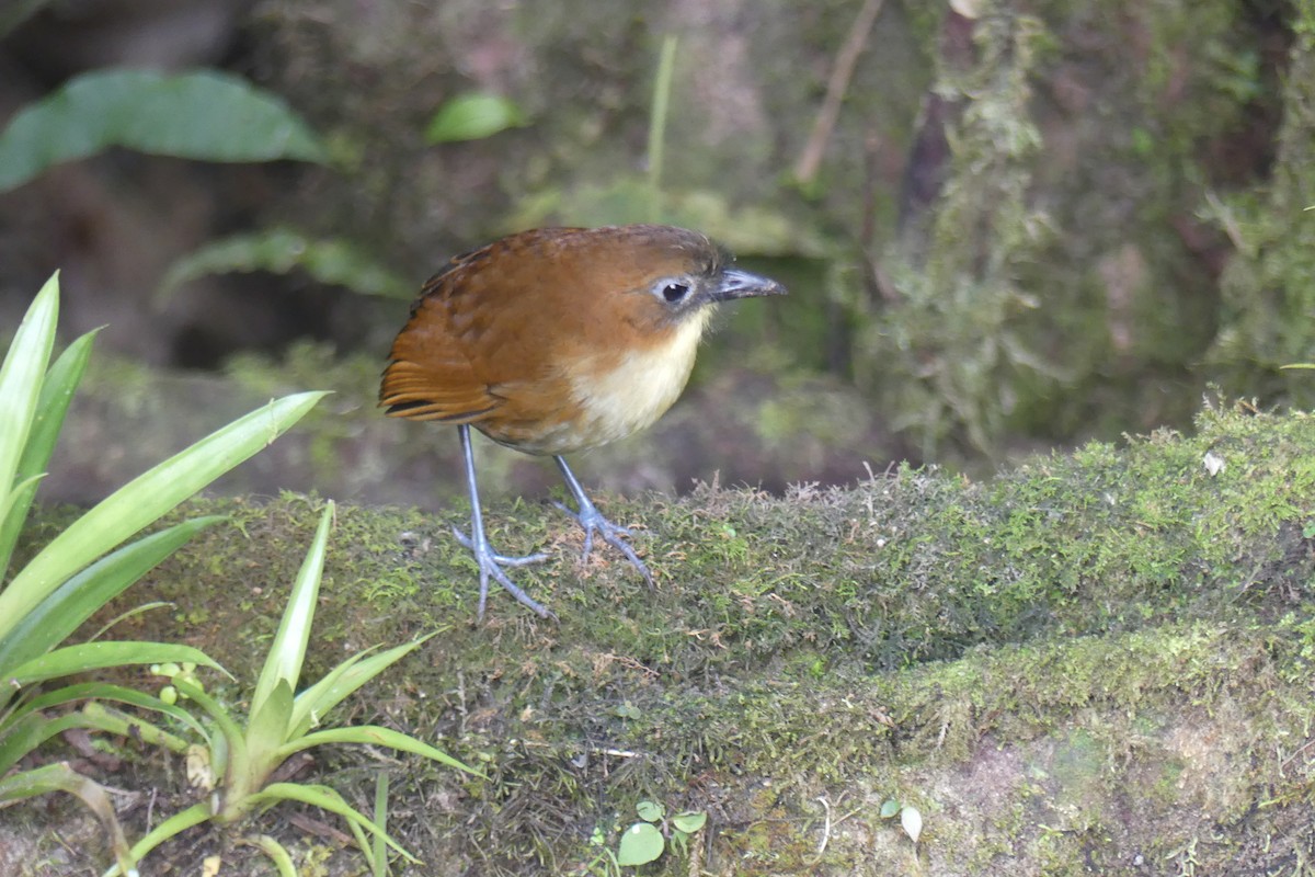 Yellow-breasted Antpitta - ML647414268