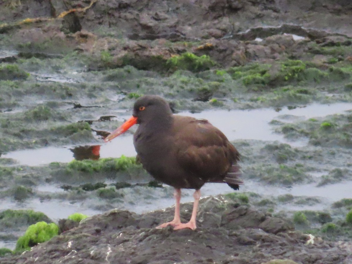 Black Oystercatcher - ML647414271
