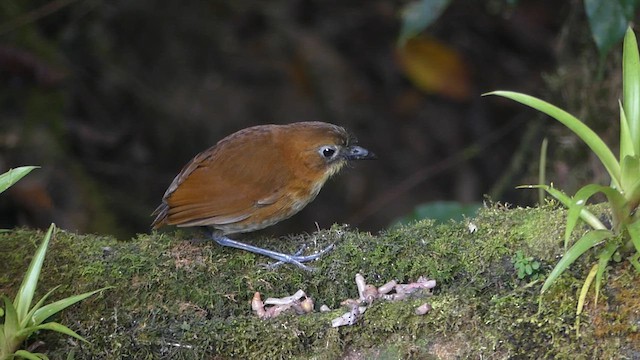 Yellow-breasted Antpitta - ML647414272