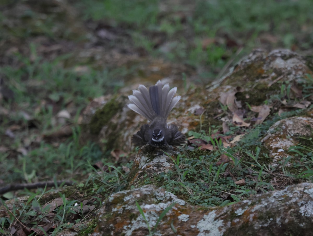 Spot-breasted Fantail - ML647414273