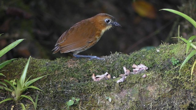 Yellow-breasted Antpitta - ML647414274