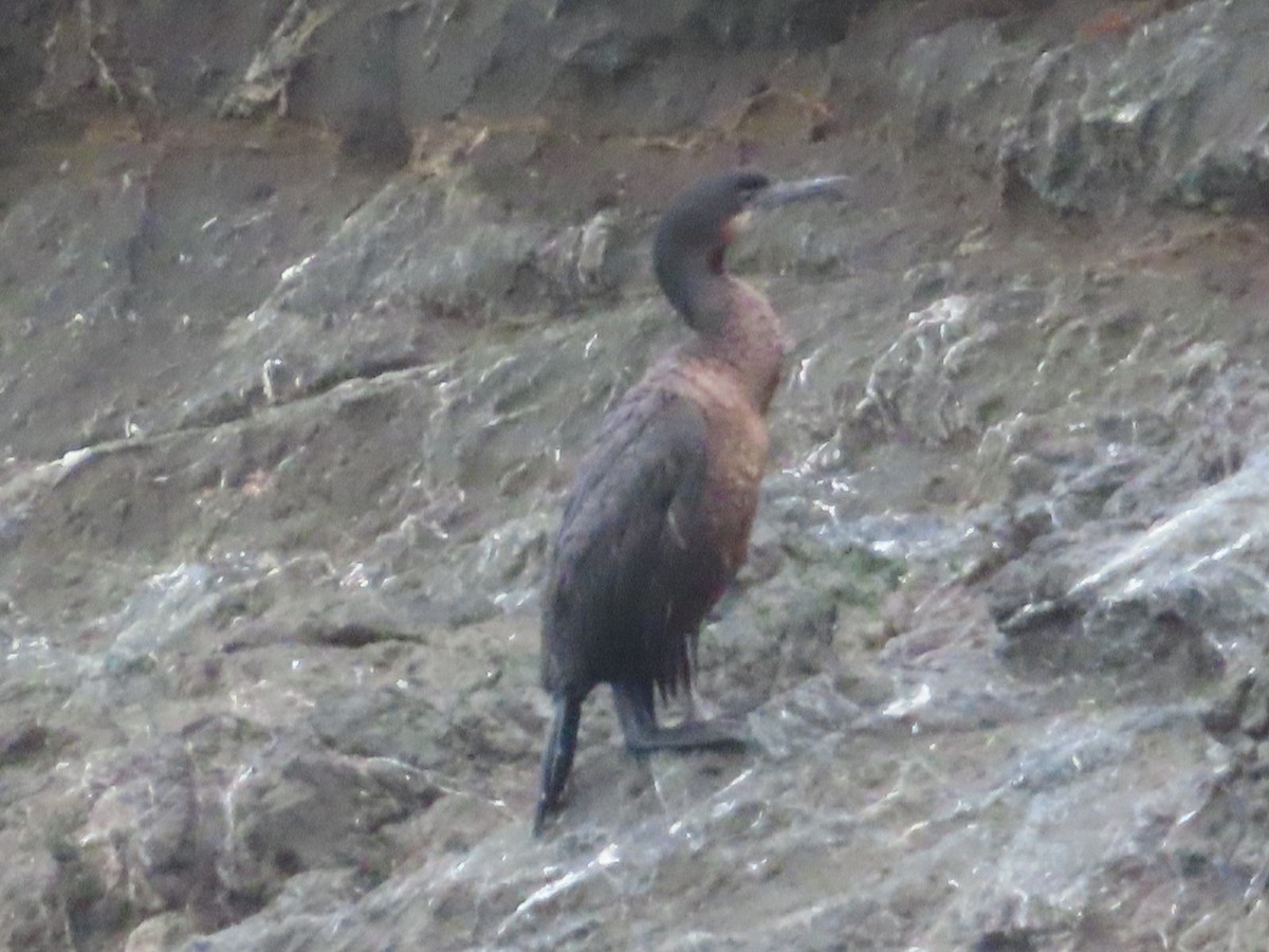 Brandt's Cormorant - ML647414287