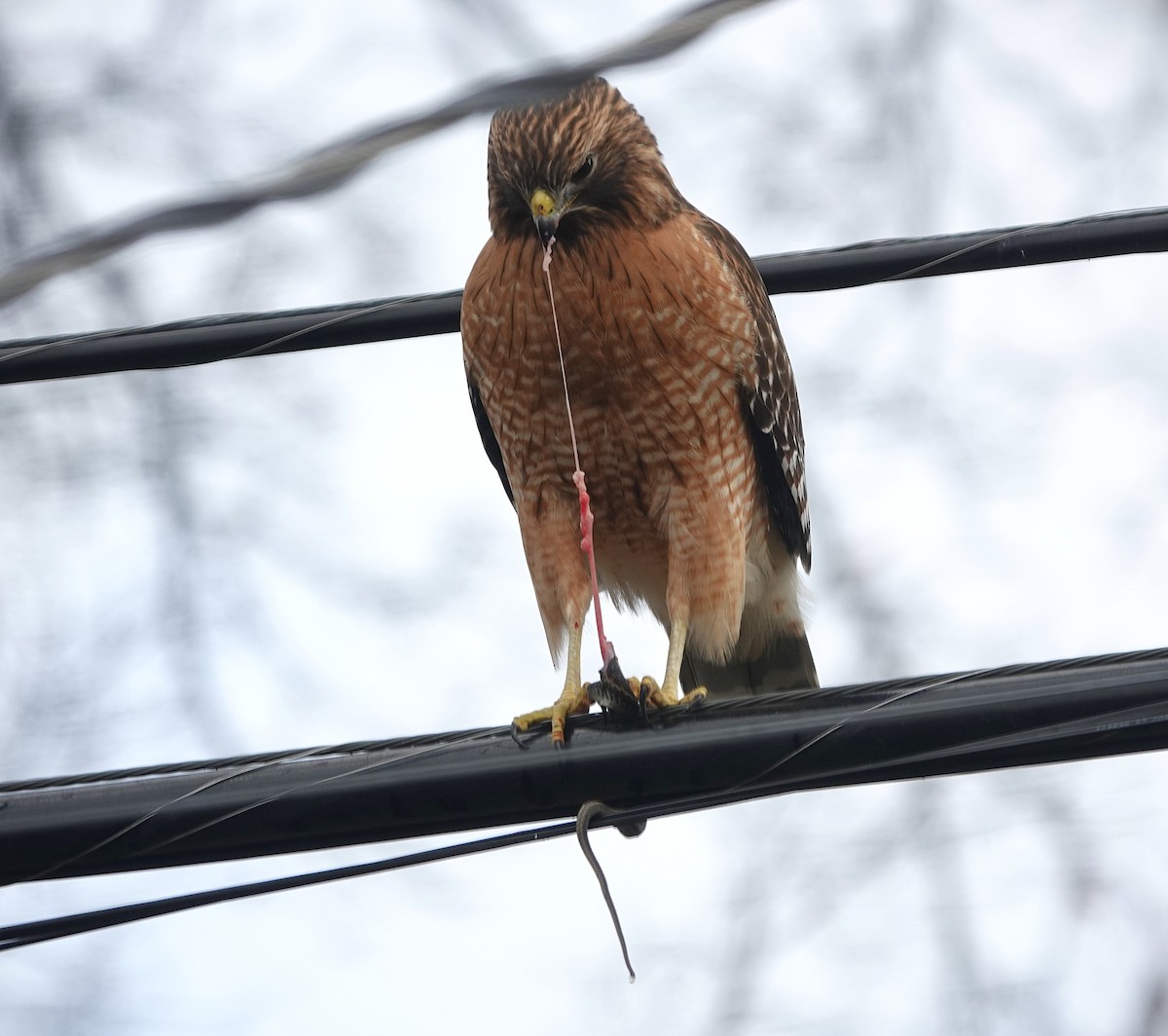 Busardo Pechirrojo - ML647414291