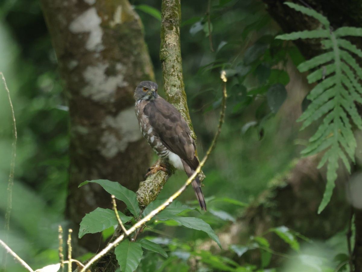 鳳頭蒼鷹 - ML647414295