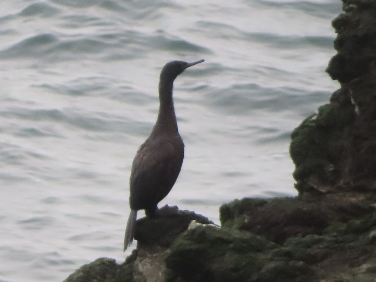 Pelagic Cormorant - ML647414303