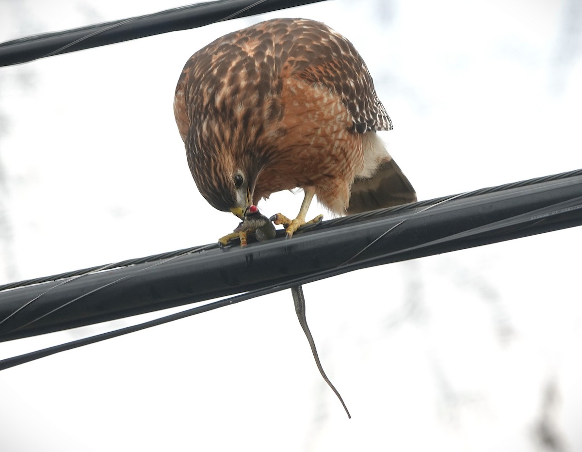 Busardo Pechirrojo - ML647414312