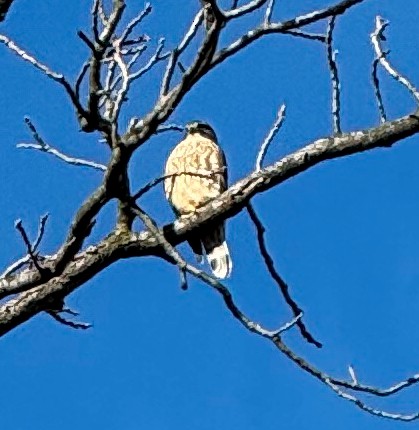 Підсоколик малий - ML647414313