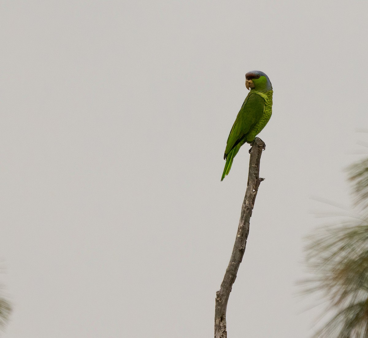 Lilac-crowned Amazon - ML647414314