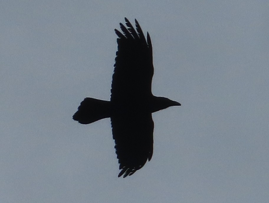 Common Raven - ML647414316