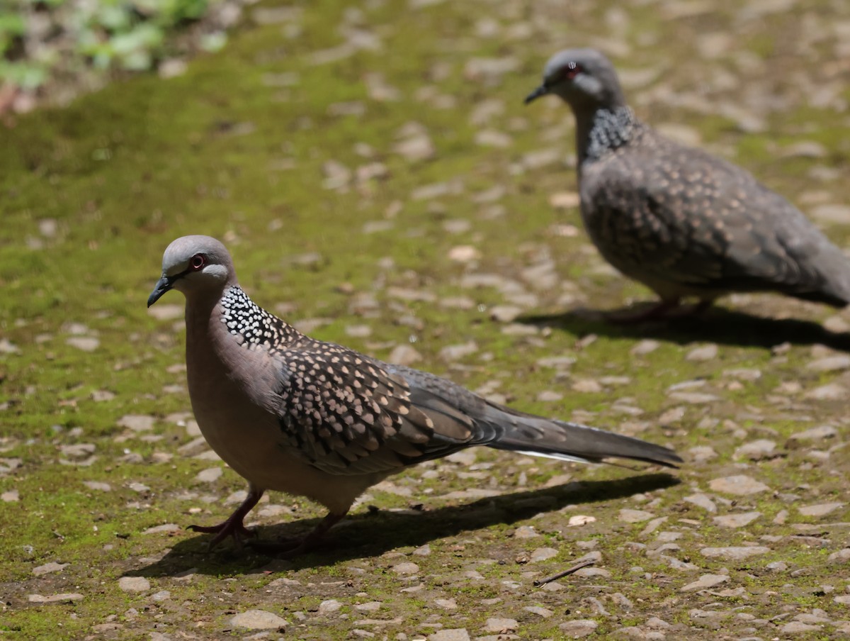 珠頸斑鳩 - ML647414318