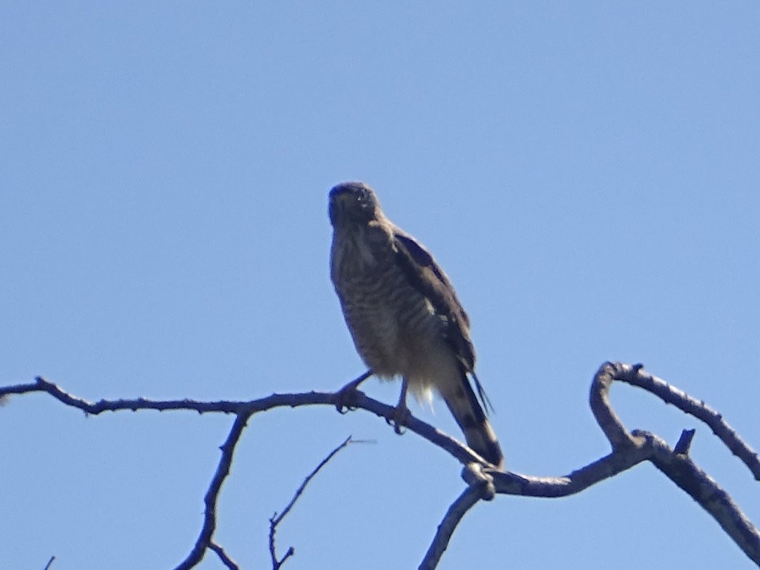 Roadside Hawk - ML647414319