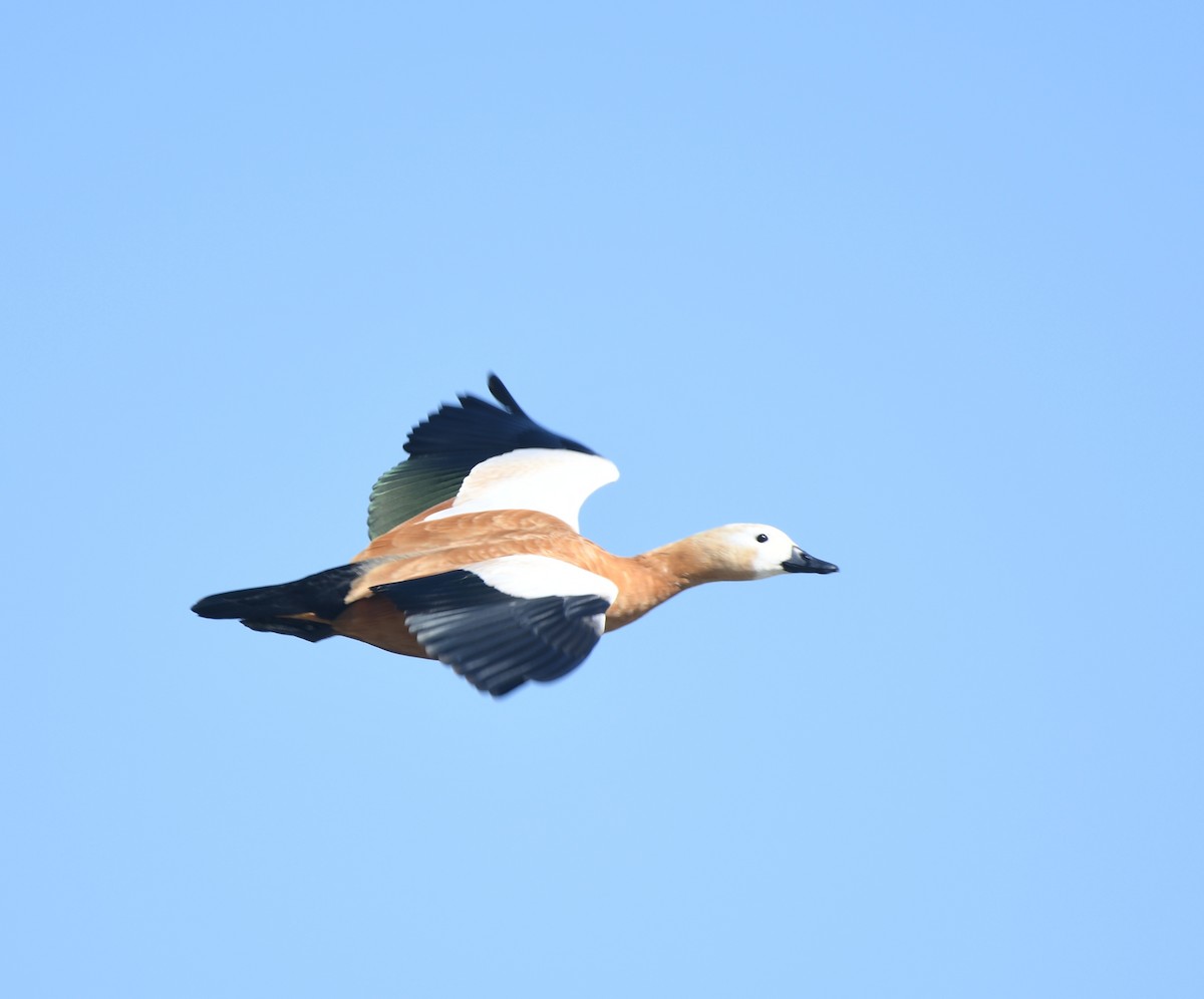 husice rezavá - ML647414334