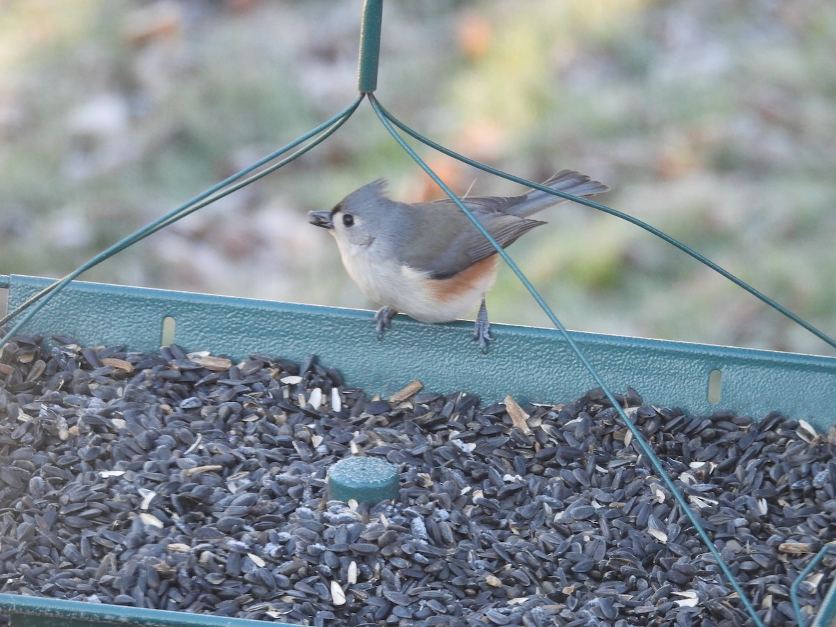 Синиця гострочуба - ML647414341