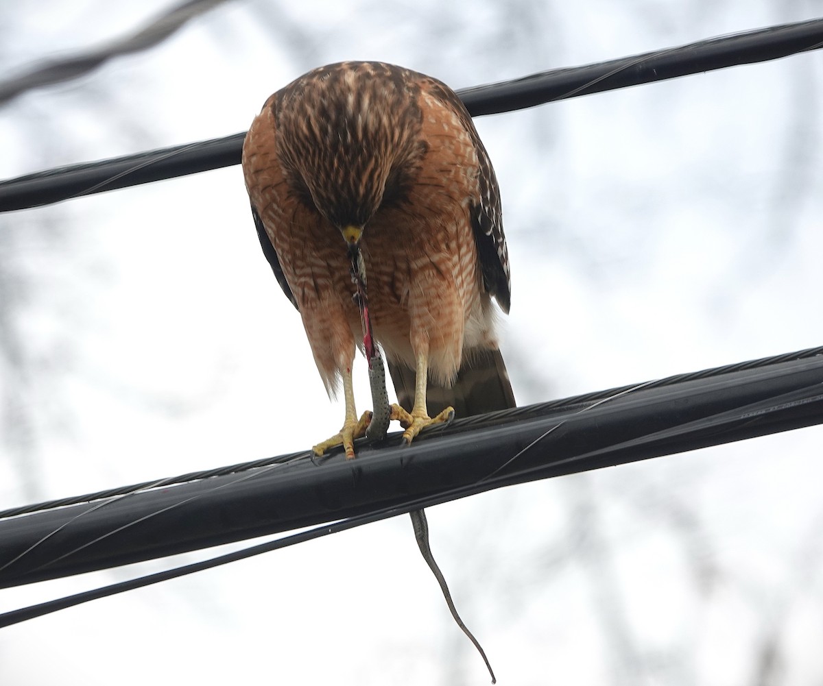 Busardo Pechirrojo - ML647414348