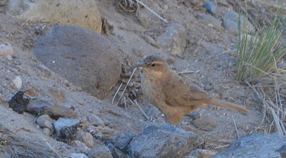 langnebbmarkløper - ML647414355