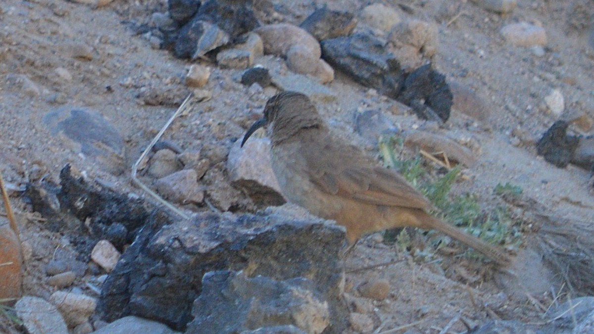 langnebbmarkløper - ML647414356