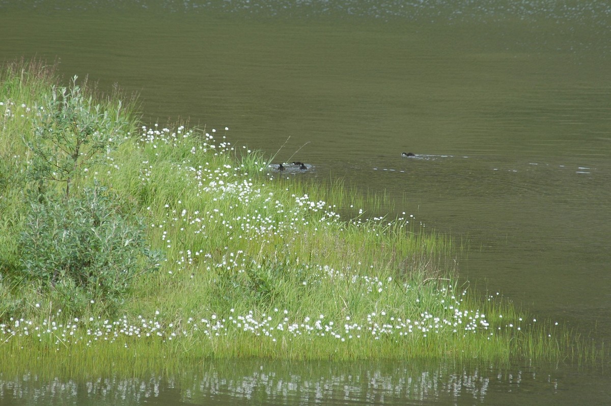 Harlequin Duck - ML647414363