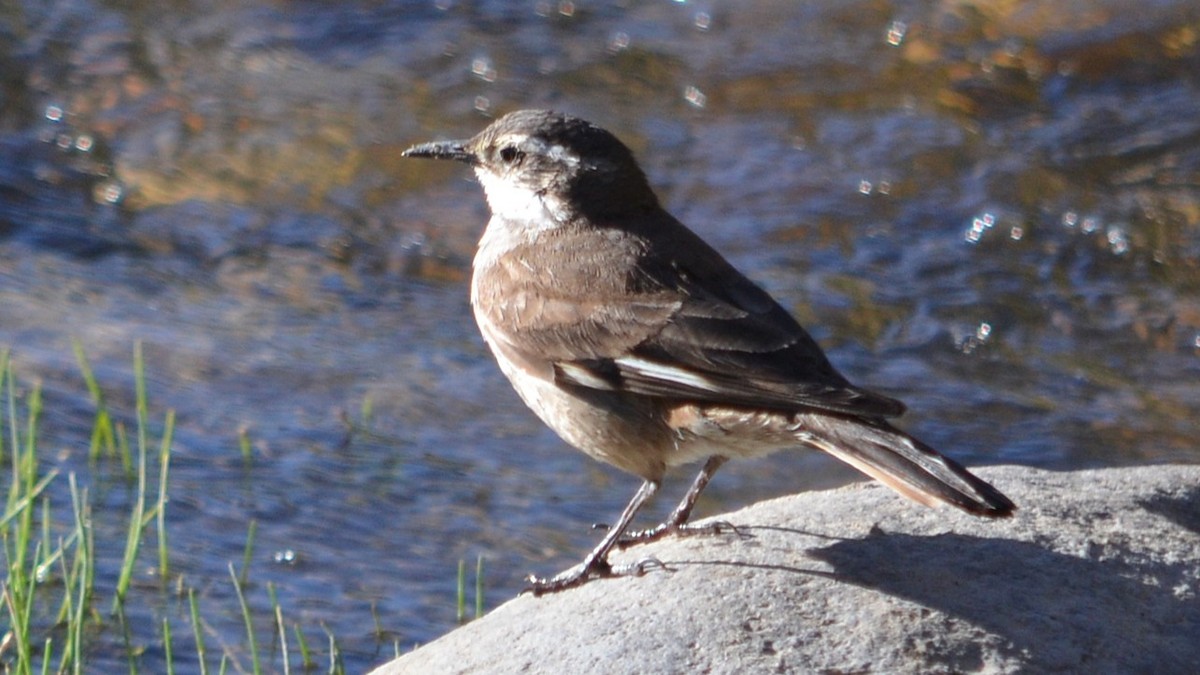White-winged Cinclodes - ML647414366