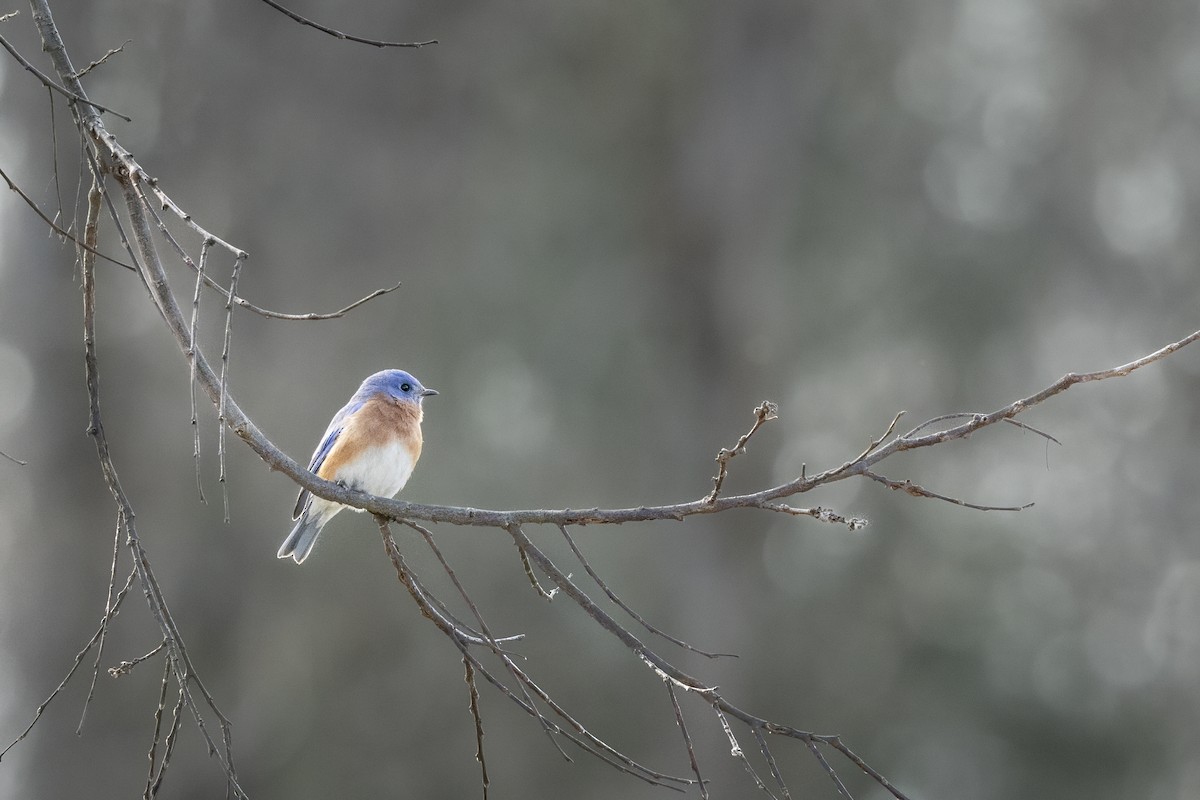 Eastern Bluebird - ML647414367