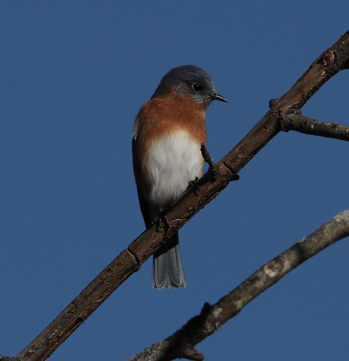 Eastern Bluebird - ML647414369