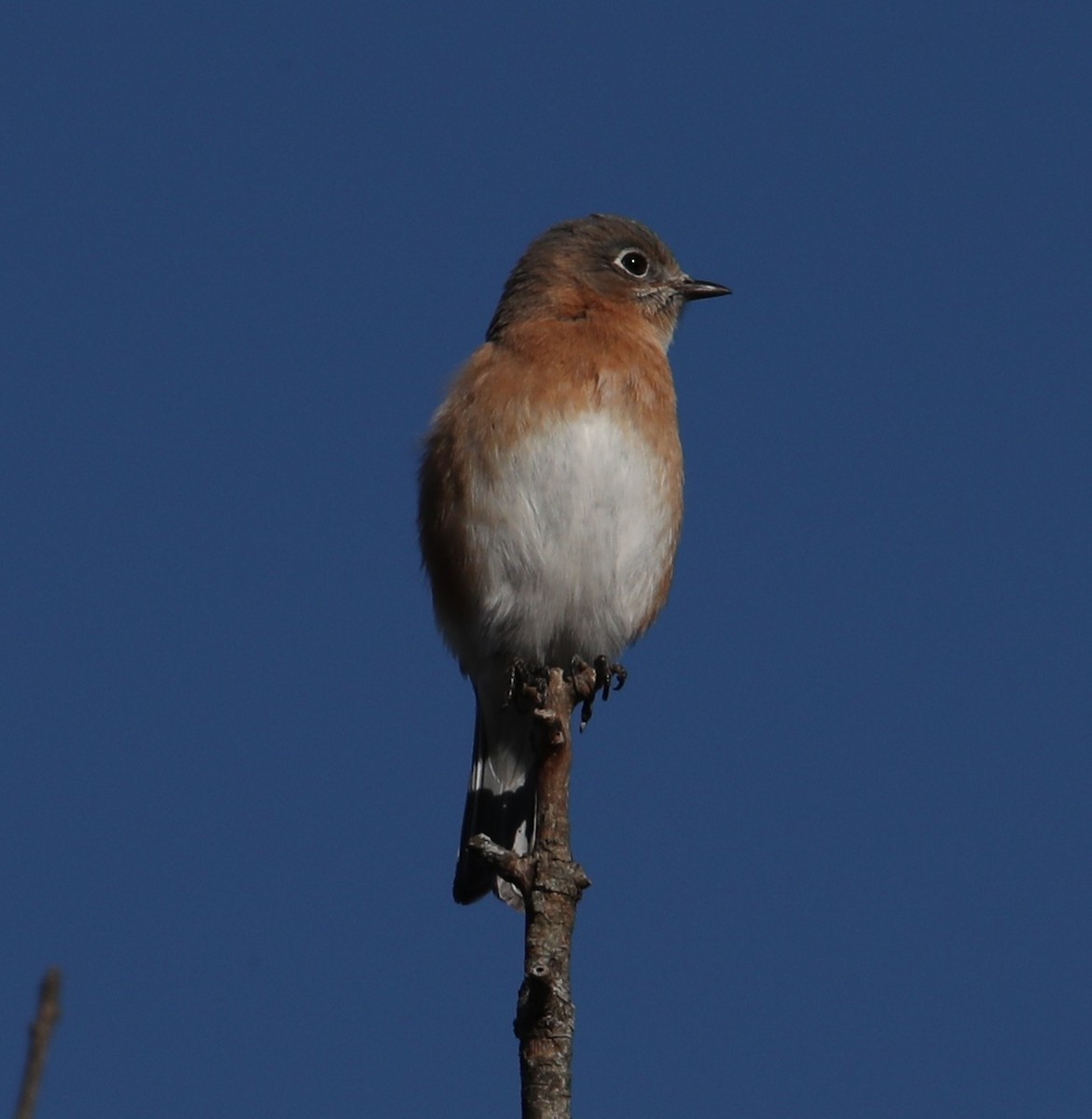 Eastern Bluebird - ML647414381