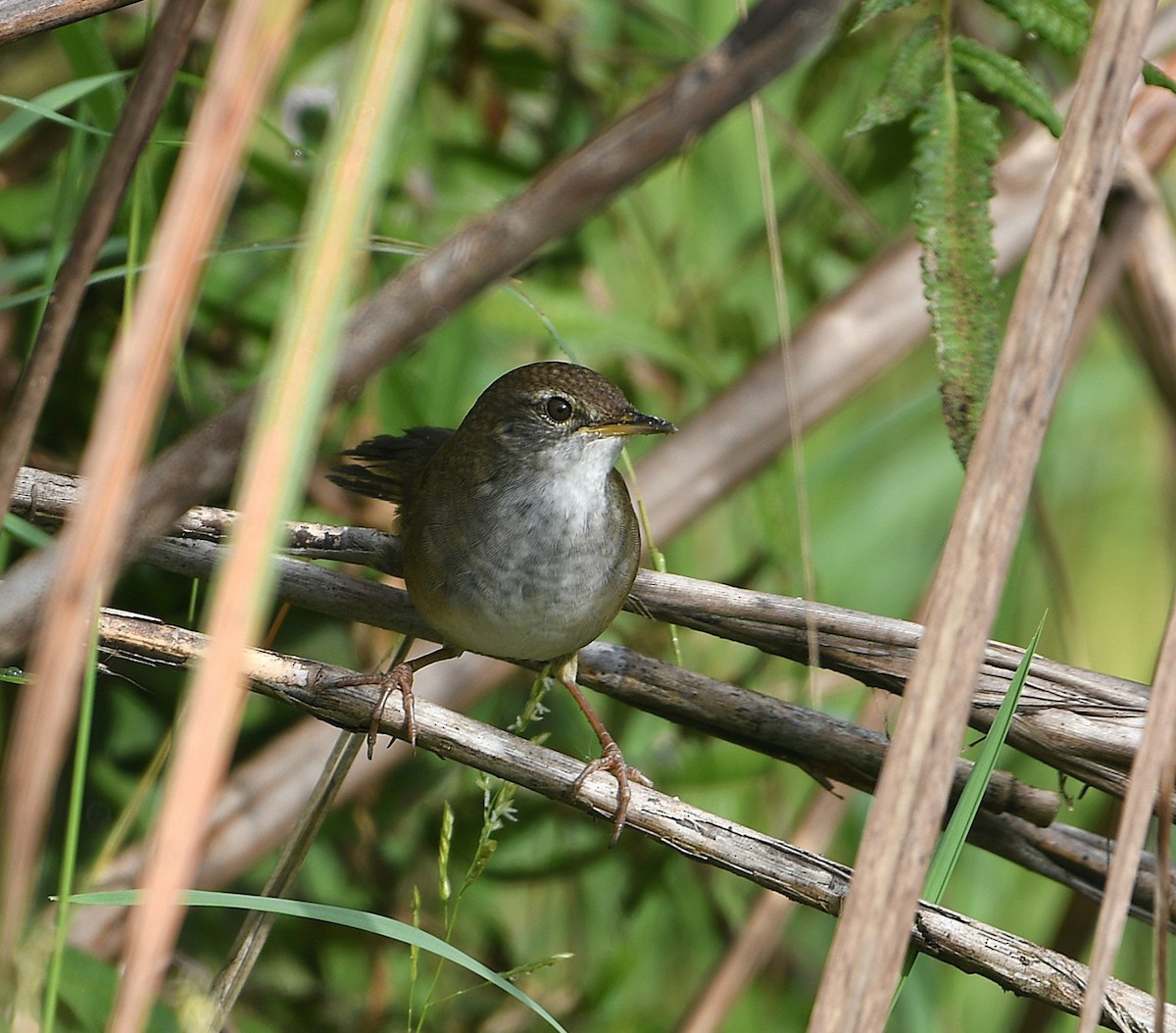 cvrčilka bajkalská - ML647414394