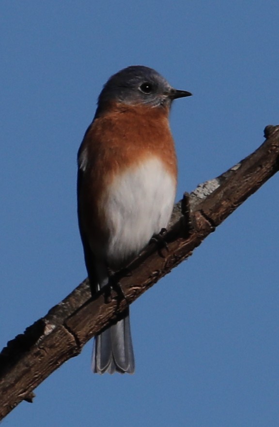 Eastern Bluebird - ML647414401