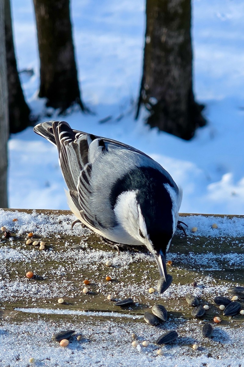 Weißbrustkleiber - ML647414405