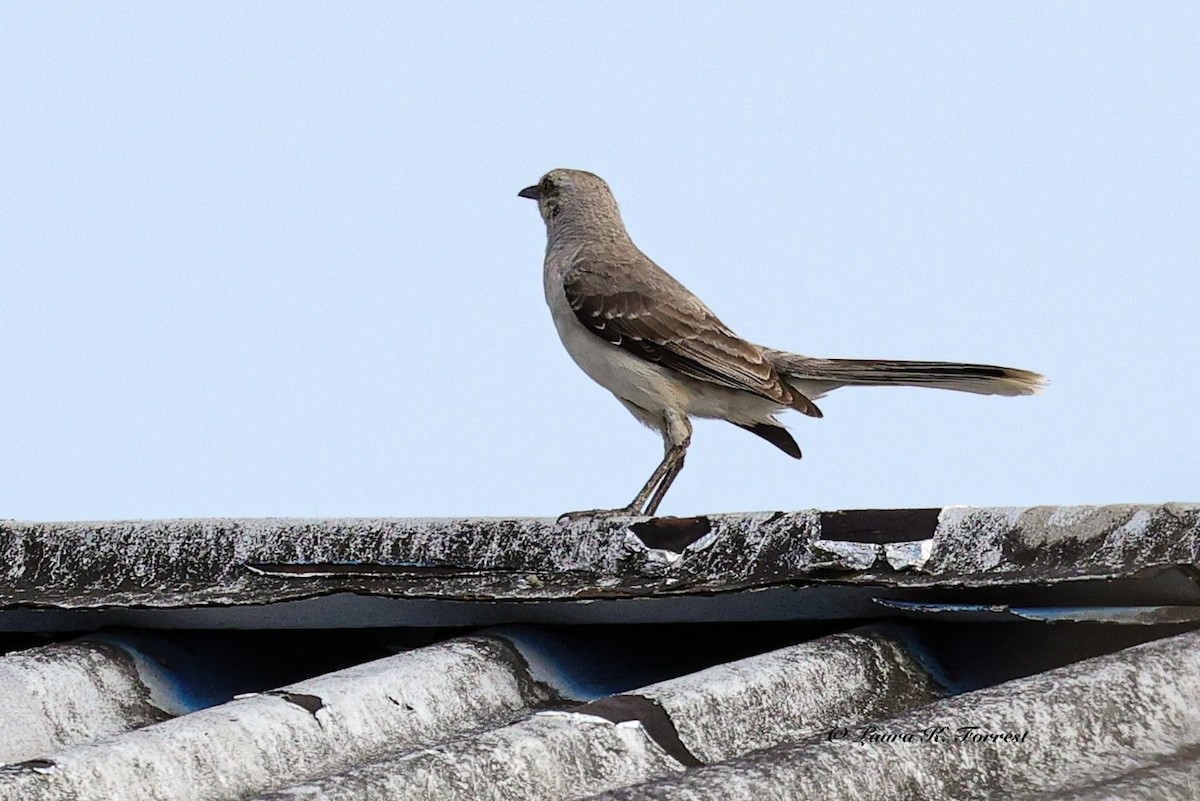 Tropikal Taklitçi - ML647414411