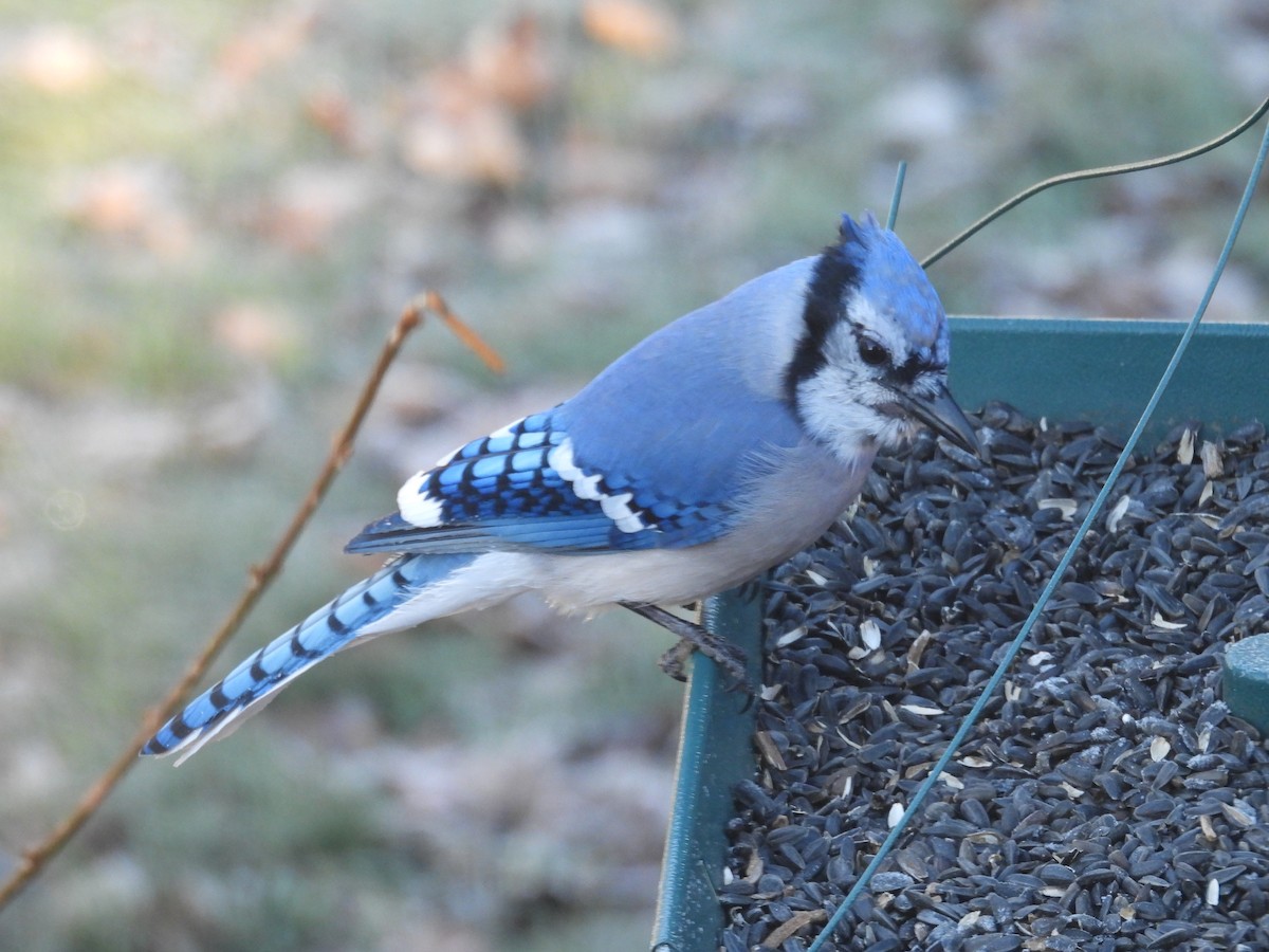 Сизойка блакитна - ML647414415