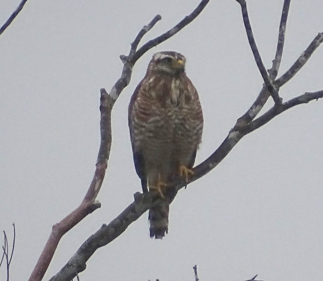 Roadside Hawk - ML647414418