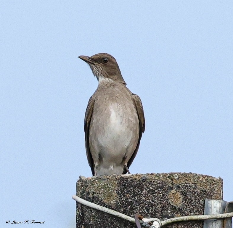 Black-billed Thrush - ML647414422