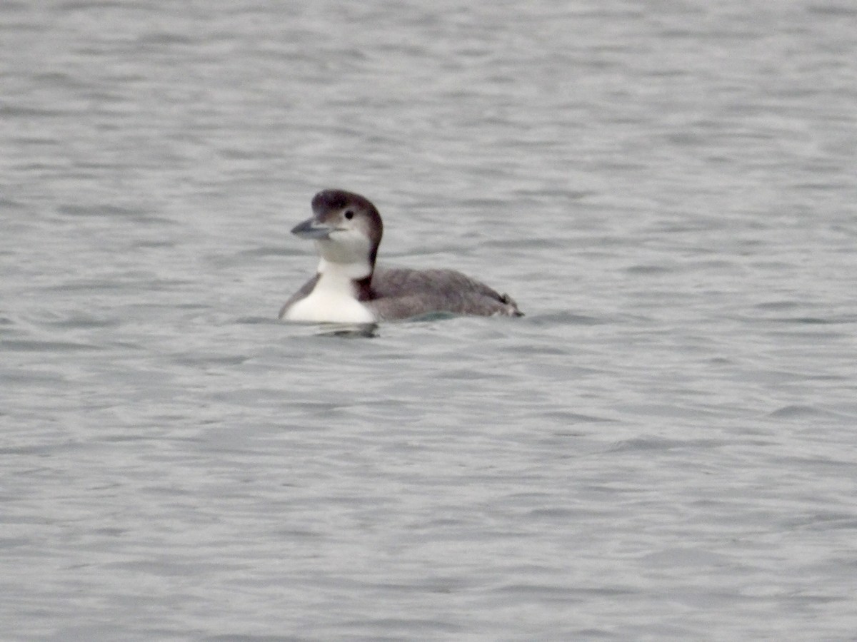Common Loon - ML647414427