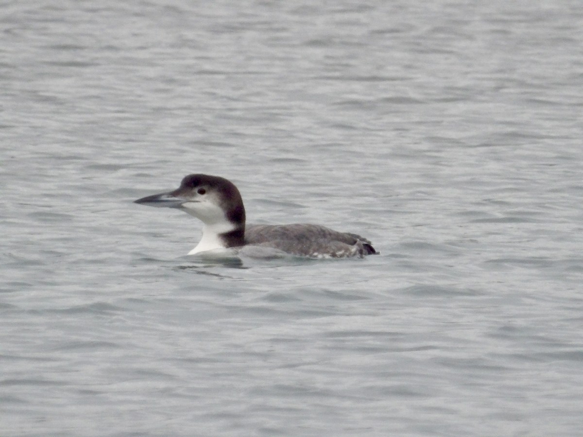 Common Loon - ML647414428