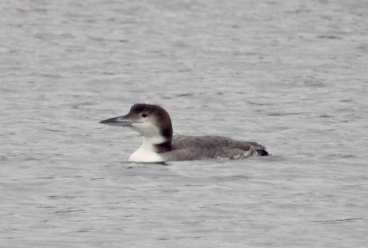 Common Loon - ML647414429