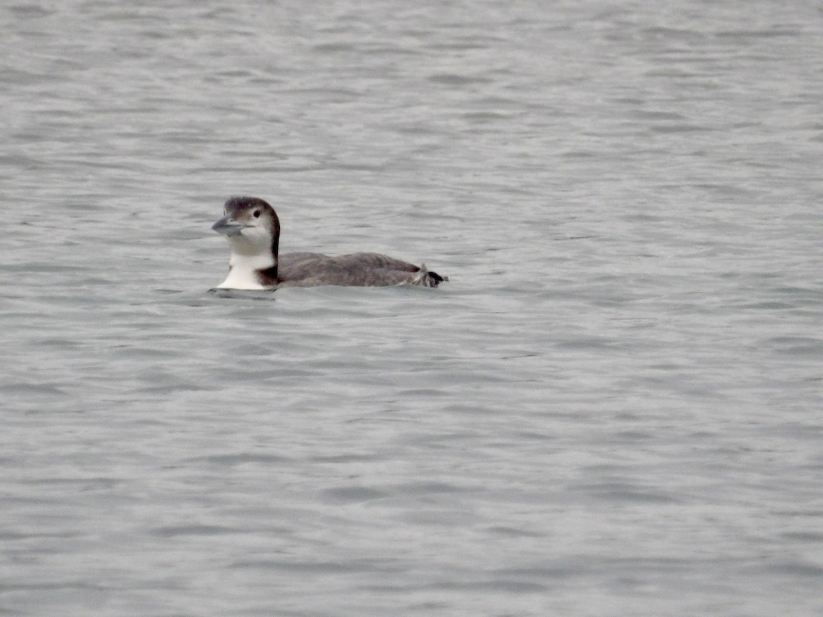 Common Loon - ML647414430