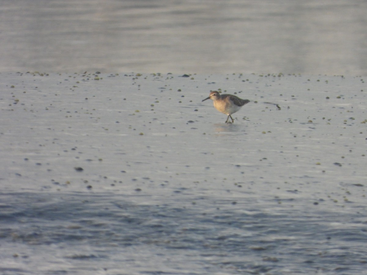 vodouš bahenní - ML647414444