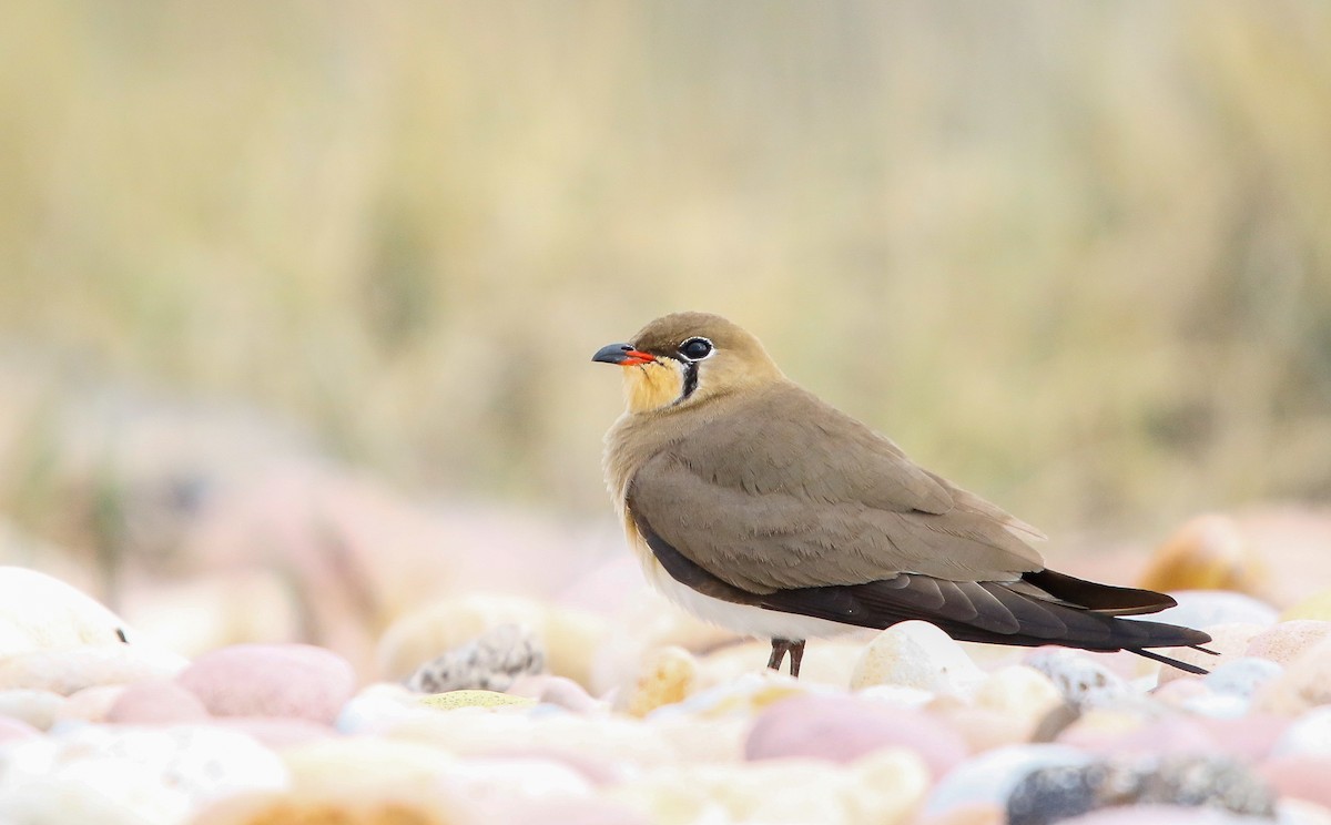Collared Pratincole - ML647414449
