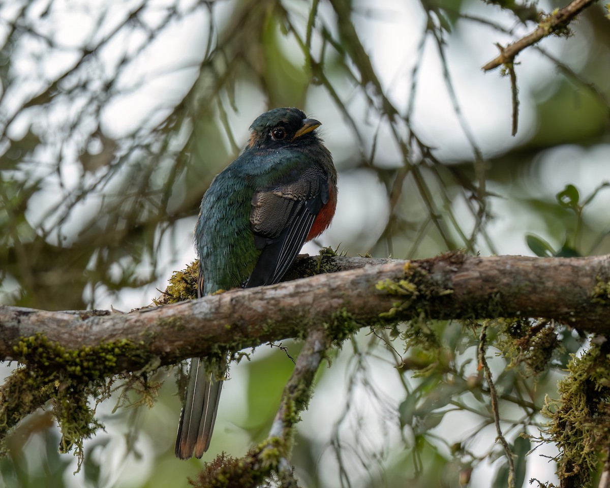 Trogon masqué - ML647414463
