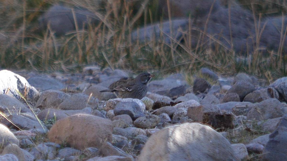 Mourning Sierra Finch - ML647414464