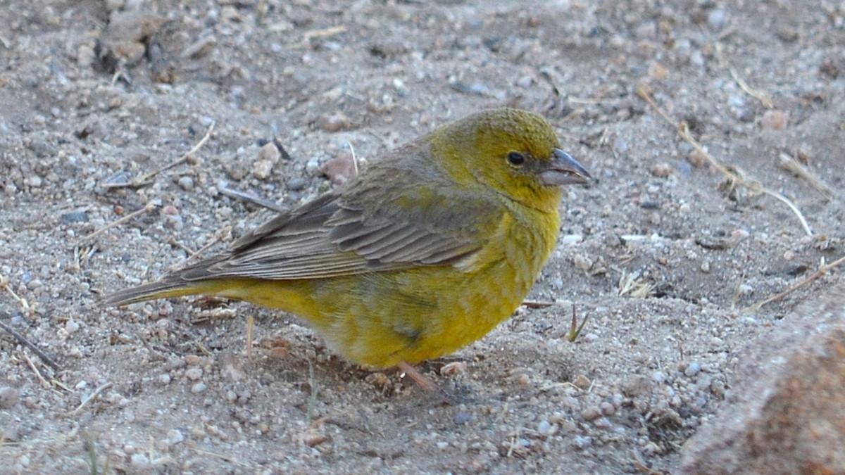 Greenish Yellow-Finch - ML647414469