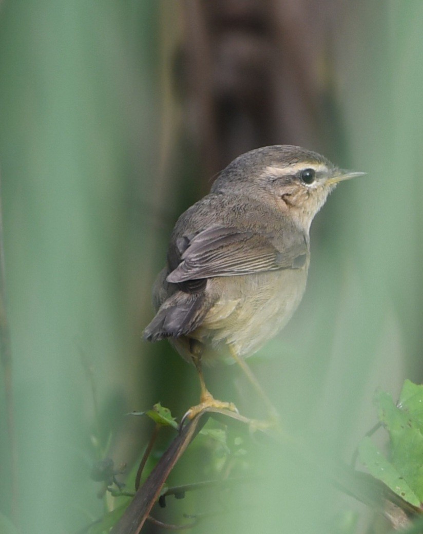 budníček temný - ML647414470